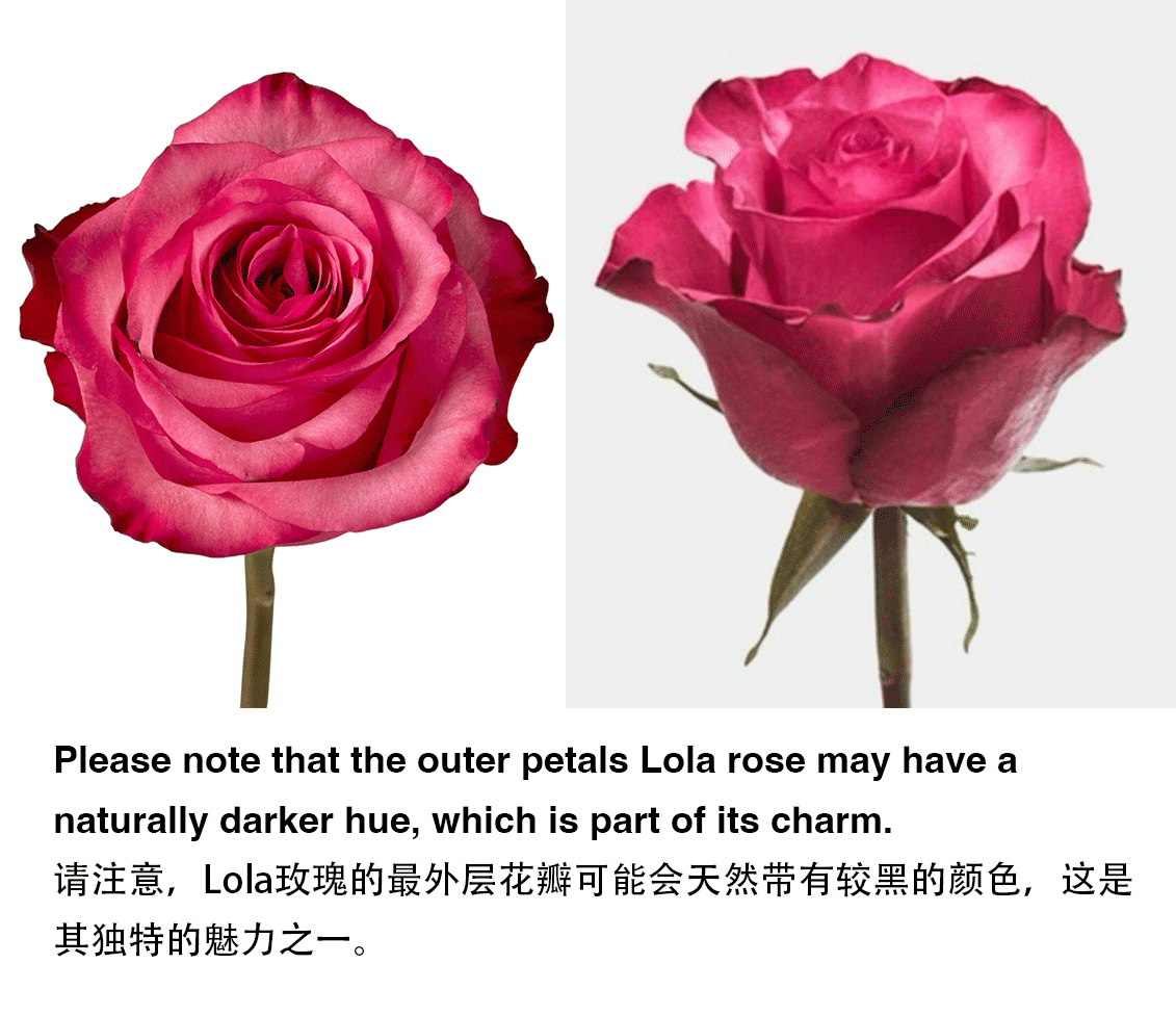 Vday Classic 15 stems Lola Rose Round Bouquet